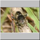 Eristalinus sepulchralis - Matte Faulschlammschwebfliege 01.jpg